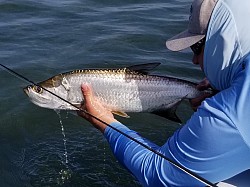 Tarpon on fly