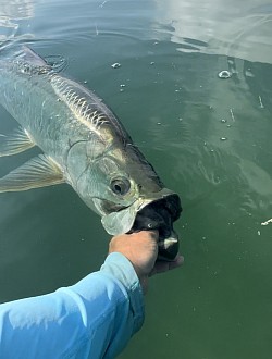 Tarpon fishing Florida Keys