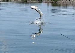 Tarpon Fishing in the Florida Keys