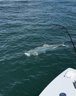 Tarpon Fishing on the Florida Keys