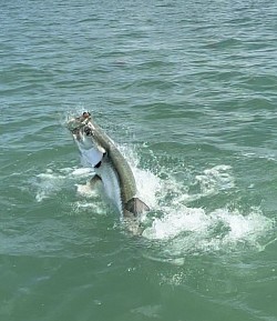 Tarpon Fishing in the Florida Keys