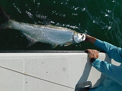 Tarpon fishing in the Florida Keys