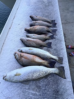 Snapper and Seatrout on the table