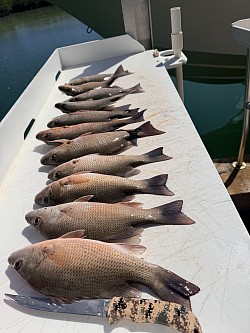 Mangrove snappers
